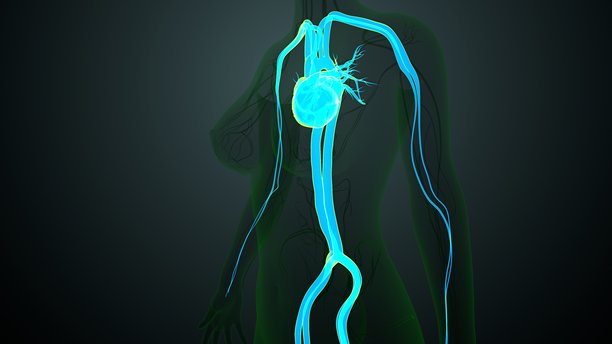 人体动脉和静脉解剖图。三维插画图片下载