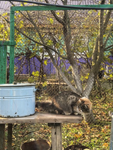 猫，村里的猫，宠物，等待，漂亮的造型，毛茸茸的猫，精美图片，温馨舒适的家，和奶奶在一起，在村子里图片下载