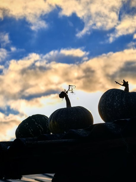 傍晚时分，村庄里夕阳下的南瓜，南瓜优美的剪影，美丽的天空，与天空相映的剪影，富有美感的花园，花园的美丽照片图片下载