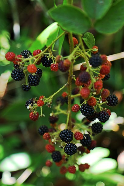 植被丛中的一簇野生浆果图片下载
