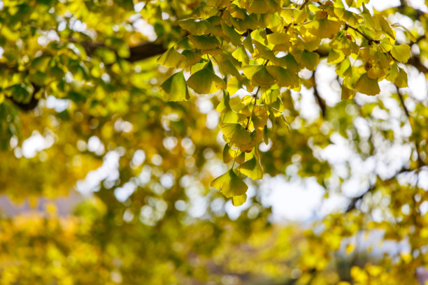 秋季叶子变黄的银杏特写照片图片下载