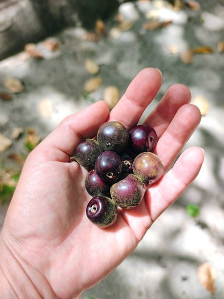 手持来自大西洋森林的深紫色野生小浆果。图片下载