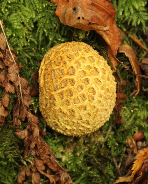 蘑菇 - 真菌 - 微距 - 野生图片下载