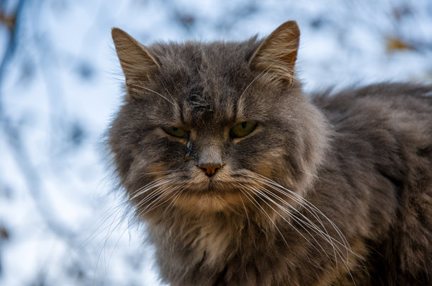 一只拥有锐利绿眼睛的灰色长毛猫的特写肖像图片下载