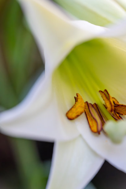 盛开的喇叭百合的微距照片图片下载
