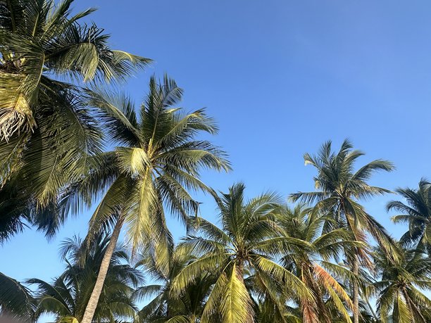 宁静海岸边，苍翠的热带棕榈树在湛蓝的天空下，是放松和自然度假意境的理想素材图片下载