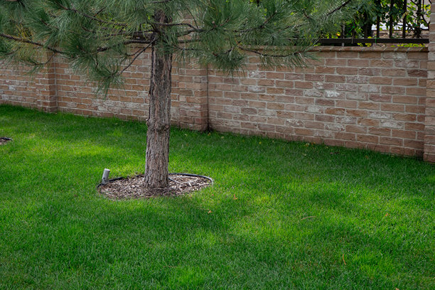 砖墙附近的绿色草坪上的松树，铺有覆盖物并装有滴灌系统。用于景观设计、物业维护、花园护理概念。真实照片图片下载