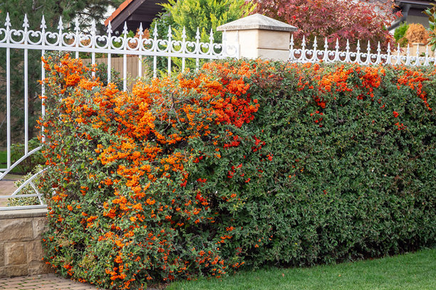 秋季花园色彩、私密性屏障和装饰性边界设计的真实照片，展示了带有明亮橙色浆果的火棘树篱，后面是白色华丽的金属栅栏。图片下载