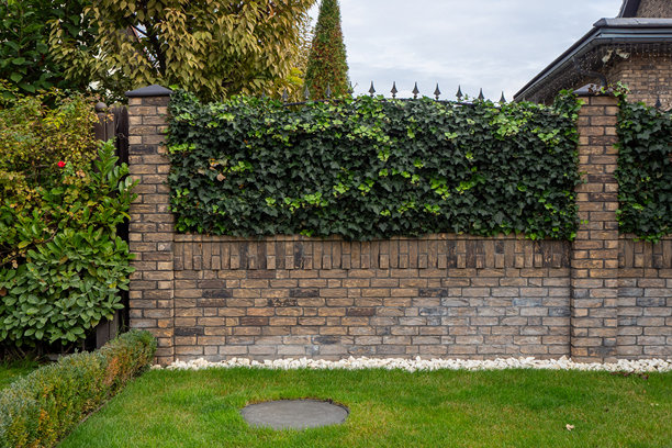 爬满常春藤的砖墙，周围是绿色的草坪和一个井盖。真实照片。图片下载