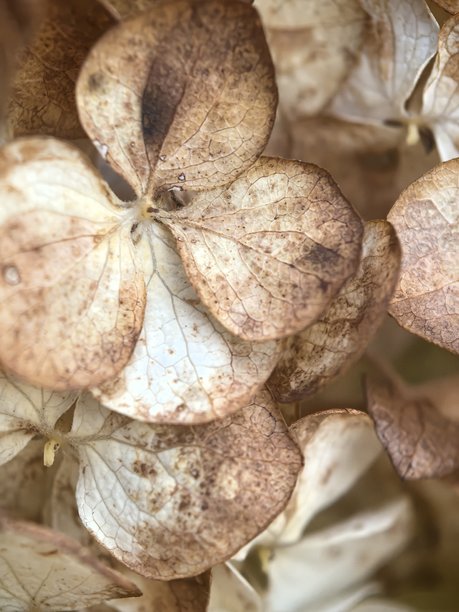 绣球花微距摄影，花卉纹理，花朵特写，自然纹理，背景照片，精美背景照片，秋季，秋季美学，干花，花束图片下载