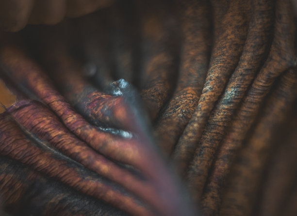 乡村花园阴凉处的秋季玉簪叶片细节，采用复古镜头拍摄，呈现复古外观。图片下载