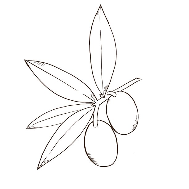 简约橄榄钢笔画风格插画图片下载