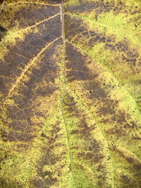 宏观叶片摄影，叶子纹理，叶子特写，自然纹理，背景照片，精美背景照片，秋季，秋季美学图片下载