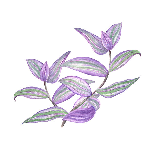 紫吊兰叶子水彩插画花束，孤立背景。热带条纹吊兰爬藤室内植物枝条。用于室内海报、邀请函概念的花卉构图。图片下载
