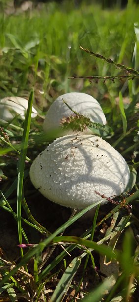 野生的白色蘑菇，刺状蘑菇，生长在绿草地上，近景图片下载