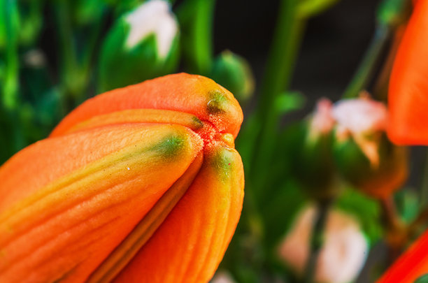 这张微距照片捕捉了未绽放的花朵的复杂细节和纹理，展现了它的美丽。图片下载