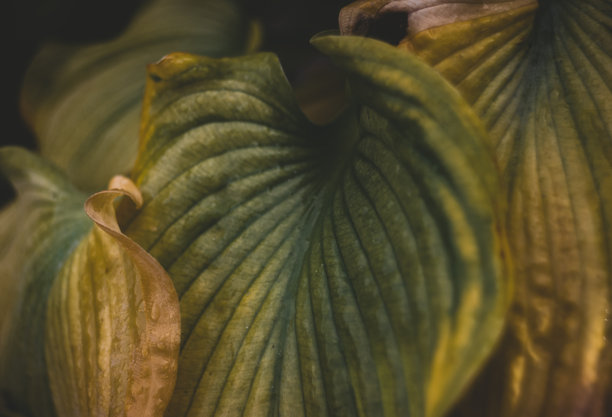 乡村花园阴凉处的秋季玉簪叶子，细节丰富，采用复古镜头拍摄，营造复古效果。图片下载