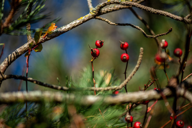 树枝上红色浆果的微距照片图片下载