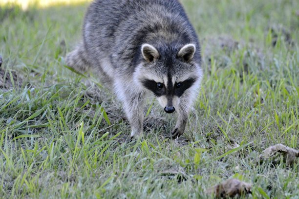 秋季浣熊特写照片图片下载