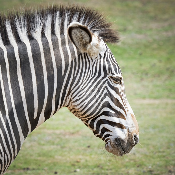 格雷维斑马特写头部照片图片下载