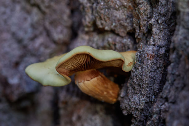 特写镜头：野生蘑菇生长在自然森林环境的树皮上图片下载