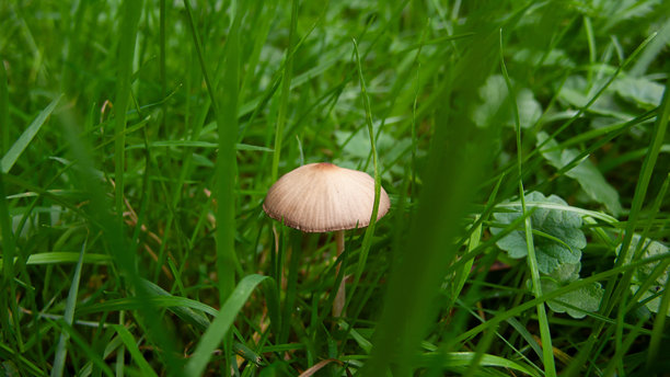 特写野生蘑菇图片下载