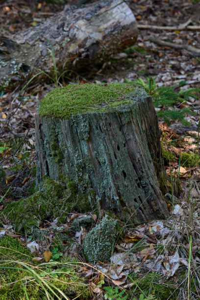 长满苔藓的森林树桩，顶部有苔藓、地衣、树叶和倒下的原木，构成宁静的林地场景，适合自然、户外和环保题材的素材图片下载
