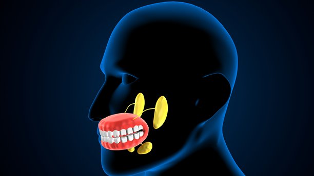 人类牙齿解剖图。三维插画图片下载