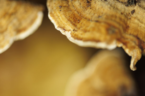 欧洲森林野生蘑菇特写细节图片下载