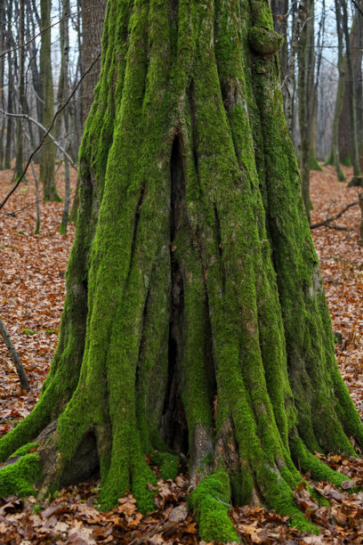 这张竖幅照片展示了一棵粗大老树的底部特写，其树干和暴露的根系完全被一层厚实、鲜艳的绿色苔藓覆盖。图片下载