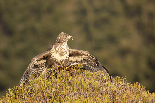 秋日里，普通鵟（Buteo buteo）在蓝莓丛中捕食野鸡。捷克共和国的野生动物景象。图片下载