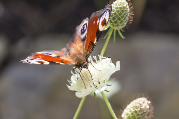 孔雀眼。美丽的蝴蝶。野生动物。色彩鲜艳的昆虫细节特写照片图片下载