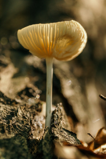 森林中生长蘑菇的特写照片图片下载