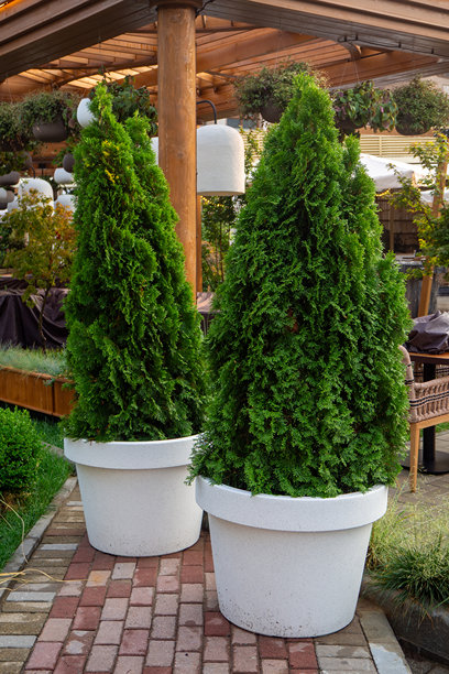 白色花盆里的两棵高大常绿灌木，摆放在砖砌露台上。适用于户外咖啡馆、餐厅或花园空间的景观装饰。真实照片图片下载