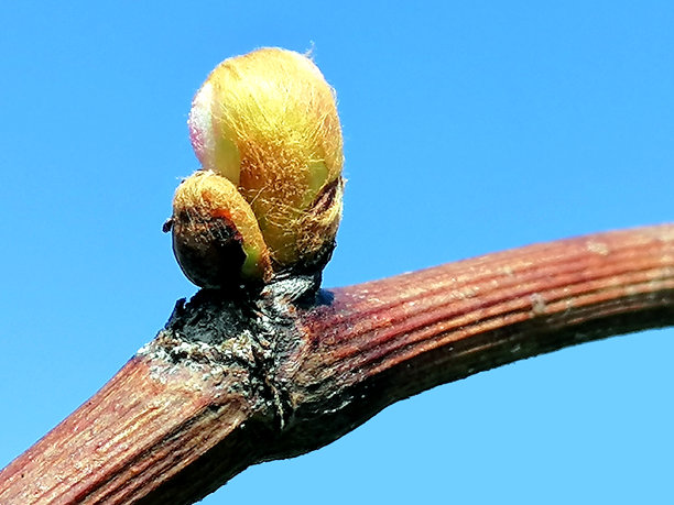 葡萄园初蕾图库照片。葡萄藤初蕾图库照片。葡萄藤初蕾特写照片。春季背景图库照片。春季初蕾特写照片。图片下载