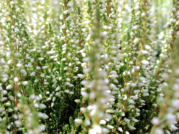 白色石楠花素材图。石楠花素材图。石楠花背景素材图。白色石楠花特写素材图。白色石楠花壁纸素材图。石楠花纹理素材图图片下载