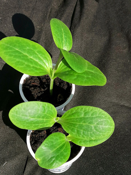 西葫芦幼苗素材图片。西葫芦植株素材图片。园艺素材图片。蔬菜幼苗生长素材图片。西葫芦植株素材图片。南瓜幼苗生长素材图片图片下载