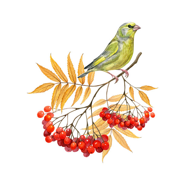 绿雀在罗文树枝上，带有秋叶的水彩隔离插画。秋季自然手绘剪贴画。绿雀在带有浆果的树枝上。写实绘画，适用于自然设计和卡片。图片下载