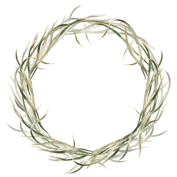 一圈茂盛的莎草叶。孤立的水彩插画，适用于生态项目、生态公园门票、包装设计、室内装饰和海报印刷。图片下载