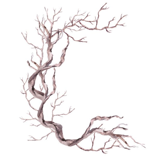 半圆形构图，搭配弯曲的浮木。适用于环保项目、旅行社、室内设计、海报和明信片的孤立水彩插画。图片下载