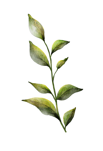 绿叶细节精致，以简约植物插画展现自然之美图片下载