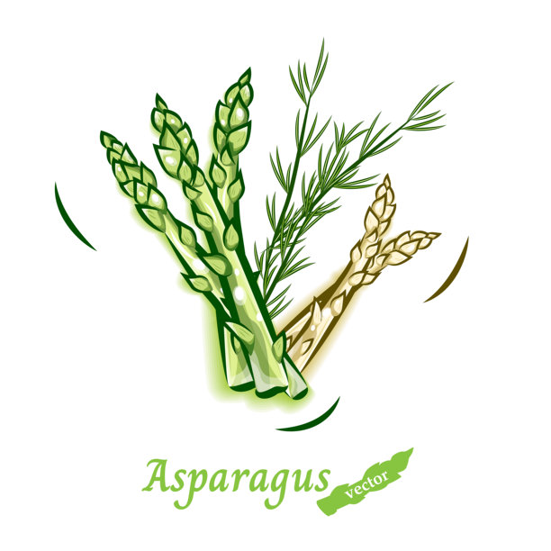 芦笋矢量插画 | 新鲜蔬菜波普艺术素材图片下载