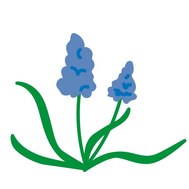 葡萄风信子花的简约插画图片下载