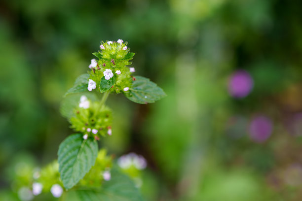 夏日盛开的大花薄荷（Clinopodium chinense var. grandiflorum）花朵特写照片。图片下载