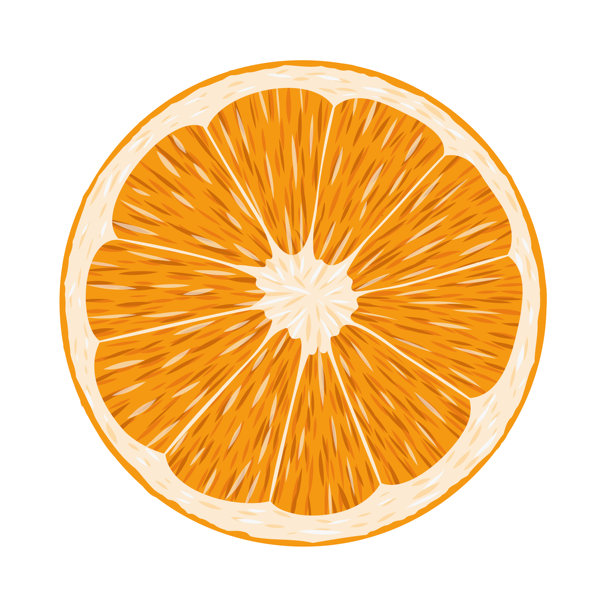 鲜艳多彩的橙子切片矢量插画，展示了详细多汁的果肉和鲜活的纹理。新鲜柑橘设计，非常适合食品标签、包装、健康生活方式和装饰。图片下载