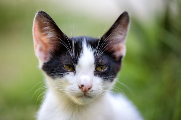 可爱的小猫透过绿草看向镜头——充满活力的素材图片图片下载