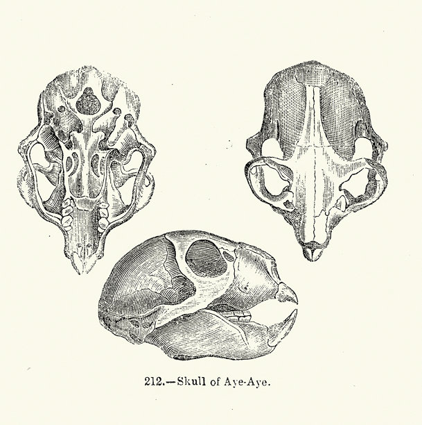 野生动物，动物，灵长类动物，指猴（Daubentonia madagascariensis）的头骨，是一种长指狐猴，19世纪复古插画图片下载