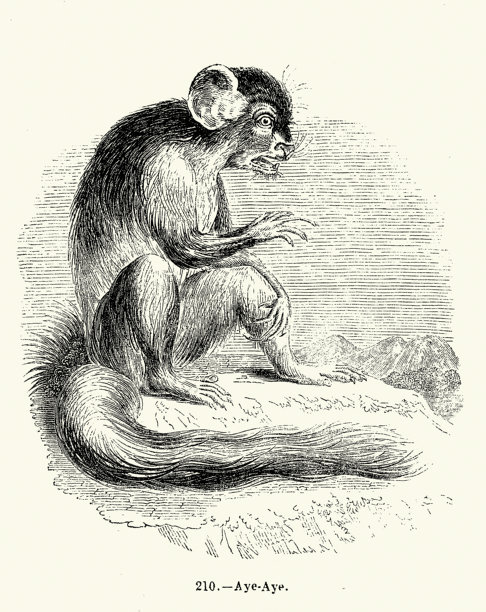 野生动物、动物、灵长类、指猴（Daubentonia madagascariensis）是一种长指狐猴，19世纪复古插画图片下载