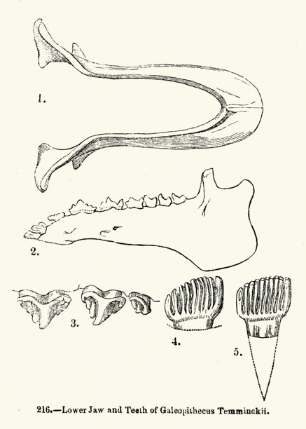 野生动物、动物、灵长类、巽他鼯猴（或称马来鼯猴）的牙齿和下颚 (Galeopterus variegatus)，19世纪复古插画图片下载