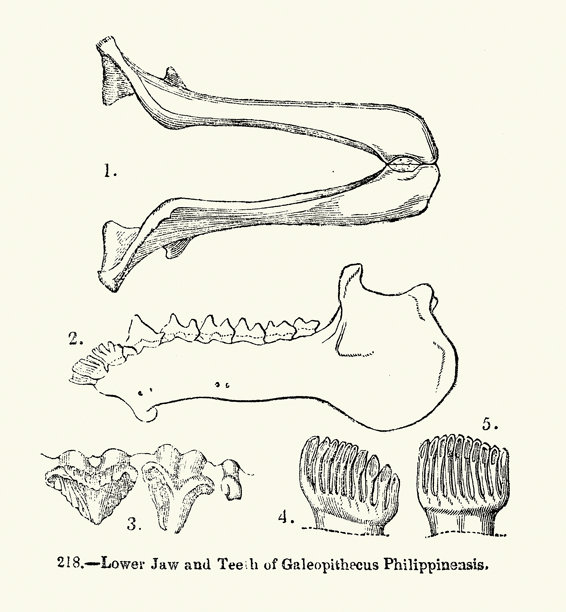 野生动物、动物、灵长类、菲律宾鼯猴的牙齿和下颌、19世纪老照片插图图片下载